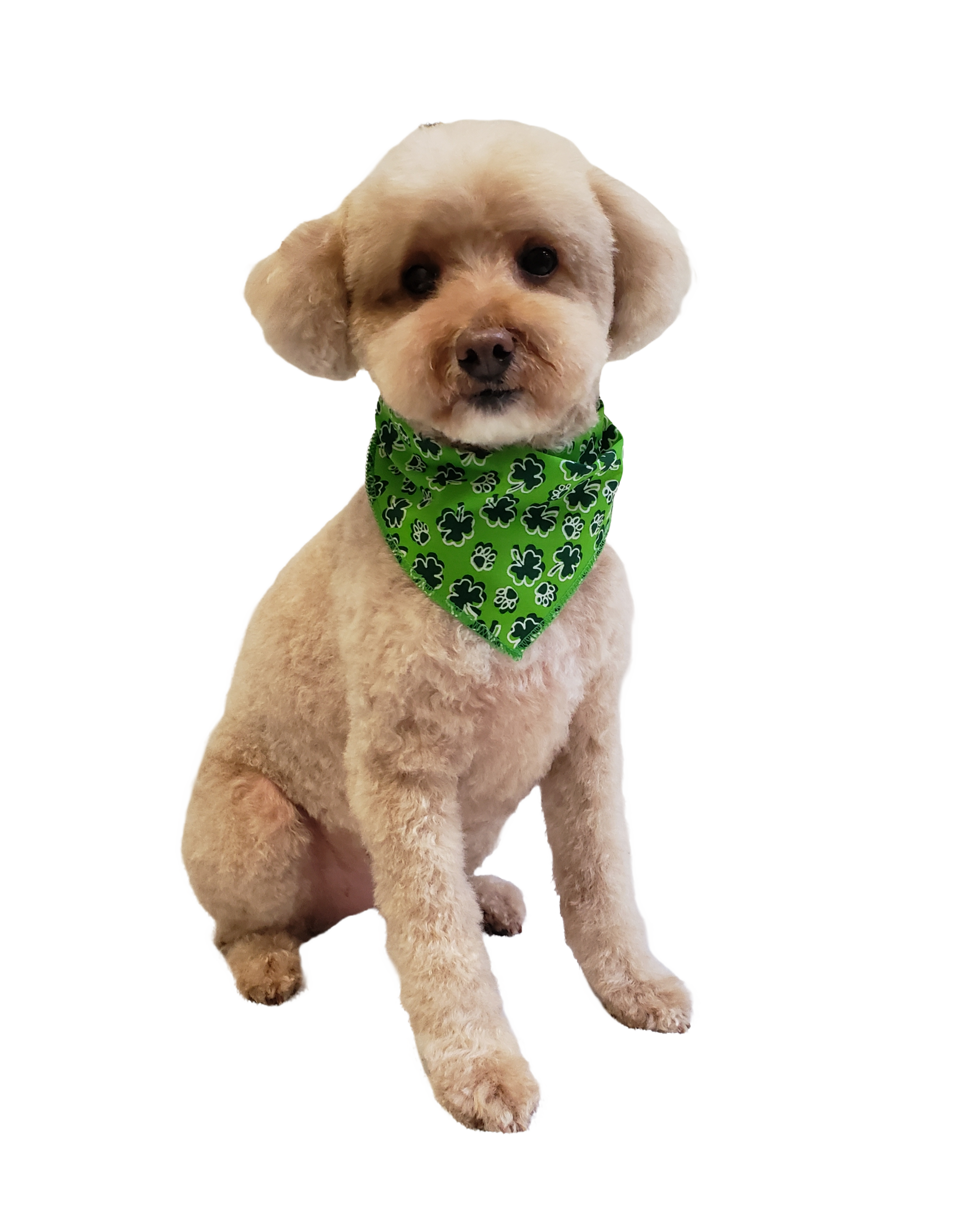 S3153 St. Patrick's Day Paw's Bandana