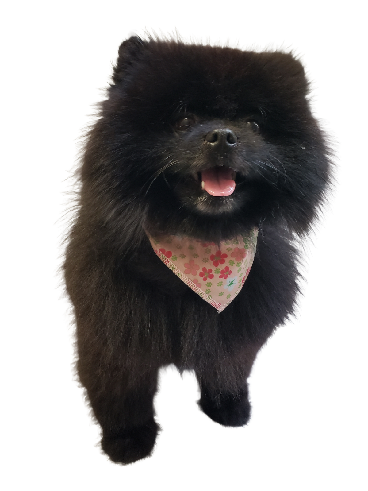 S3187 Spring Summer Bandana