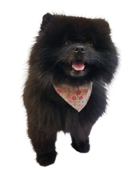 S3187 Spring Summer Bandana