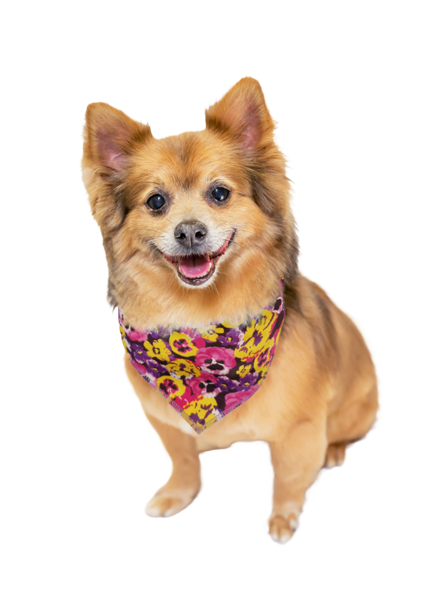 PKS10 60 Assorted SPRING SUMMER Tieback Dog Grooming Bandana/ Groomers  Bulk Package