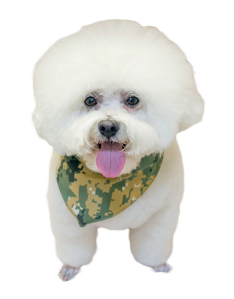 SPKS3 Bandanas Variety Pack Per Size - 12 assorted CASUAL bandanas  