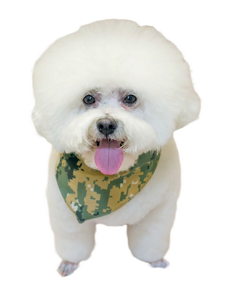 SPKS3 Bandanas Variety Pack Per Size - 12 assorted CASUAL bandanas  
