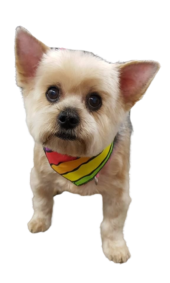 S3075 Rainbow Sunset Stripes Doggie Bandana, Striped