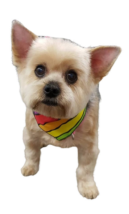 S3075 Rainbow Sunset Stripes Doggie Bandana, Striped