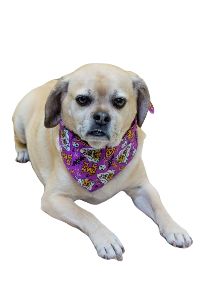 SA3140 Trick Or Treat Ghost Doggie Bandana, Purple