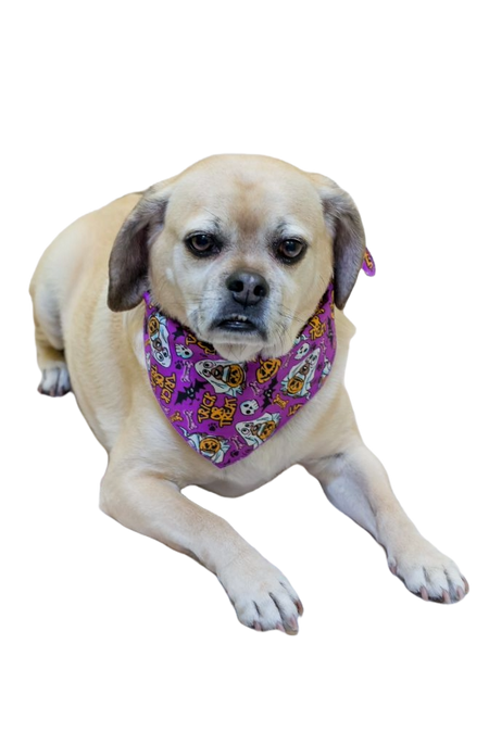 SA3140 Trick Or Treat Ghost Doggie Bandana, Purple