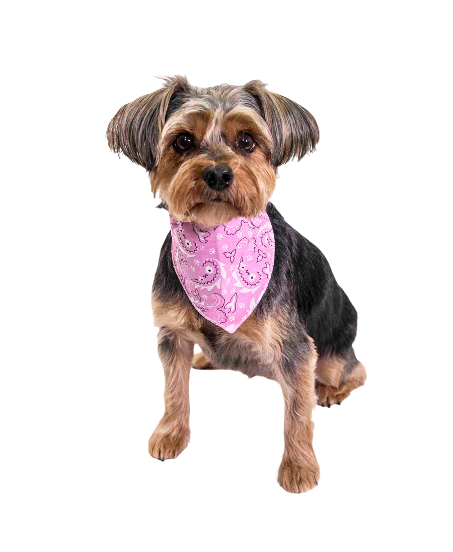 S3202 Paisley & Pawprints Bandana, Pink