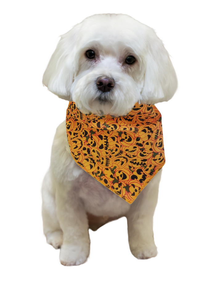 S3212 Halloween Pumpkin Bandana