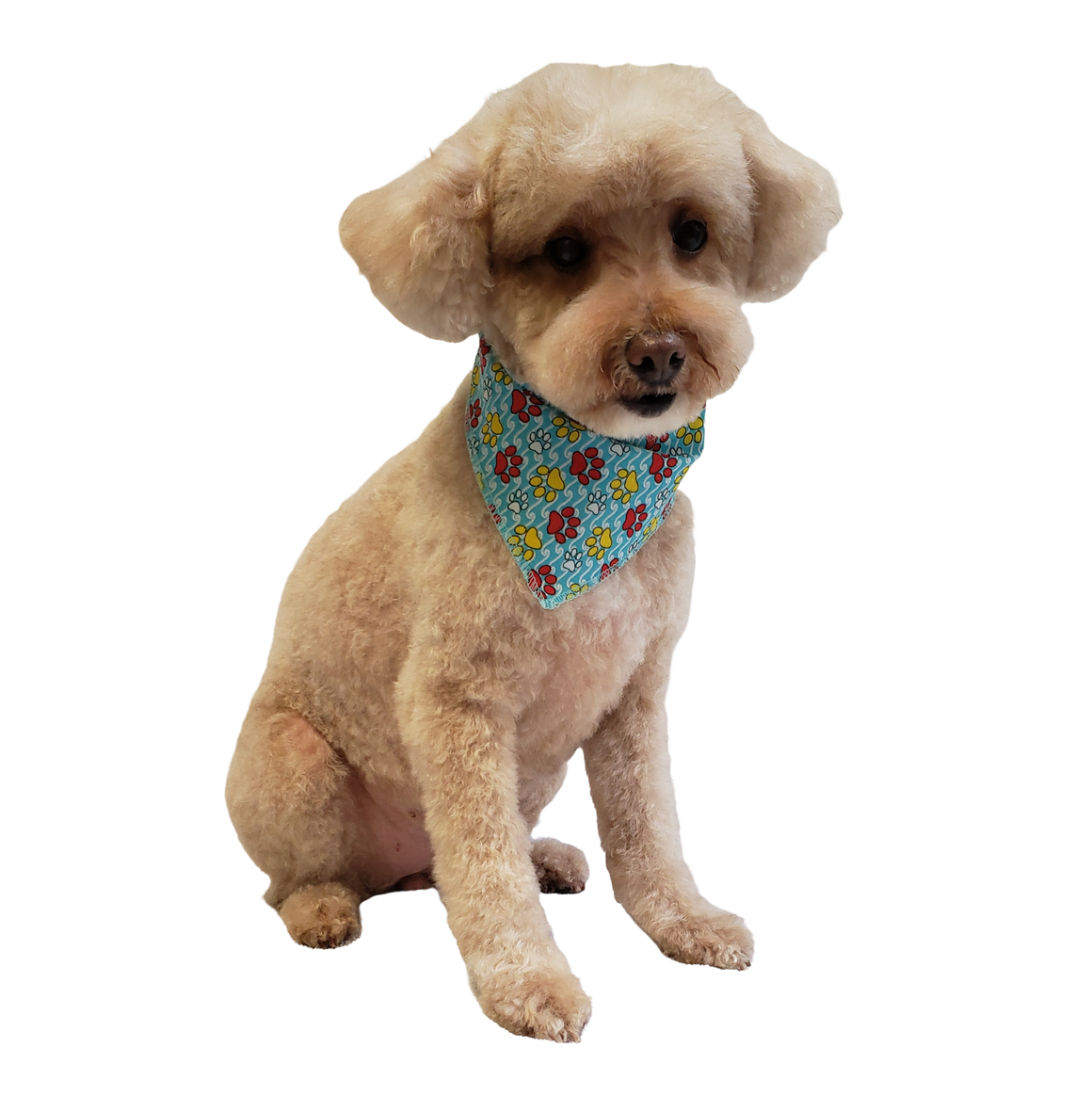 S3093 Colorful Paws, Blue