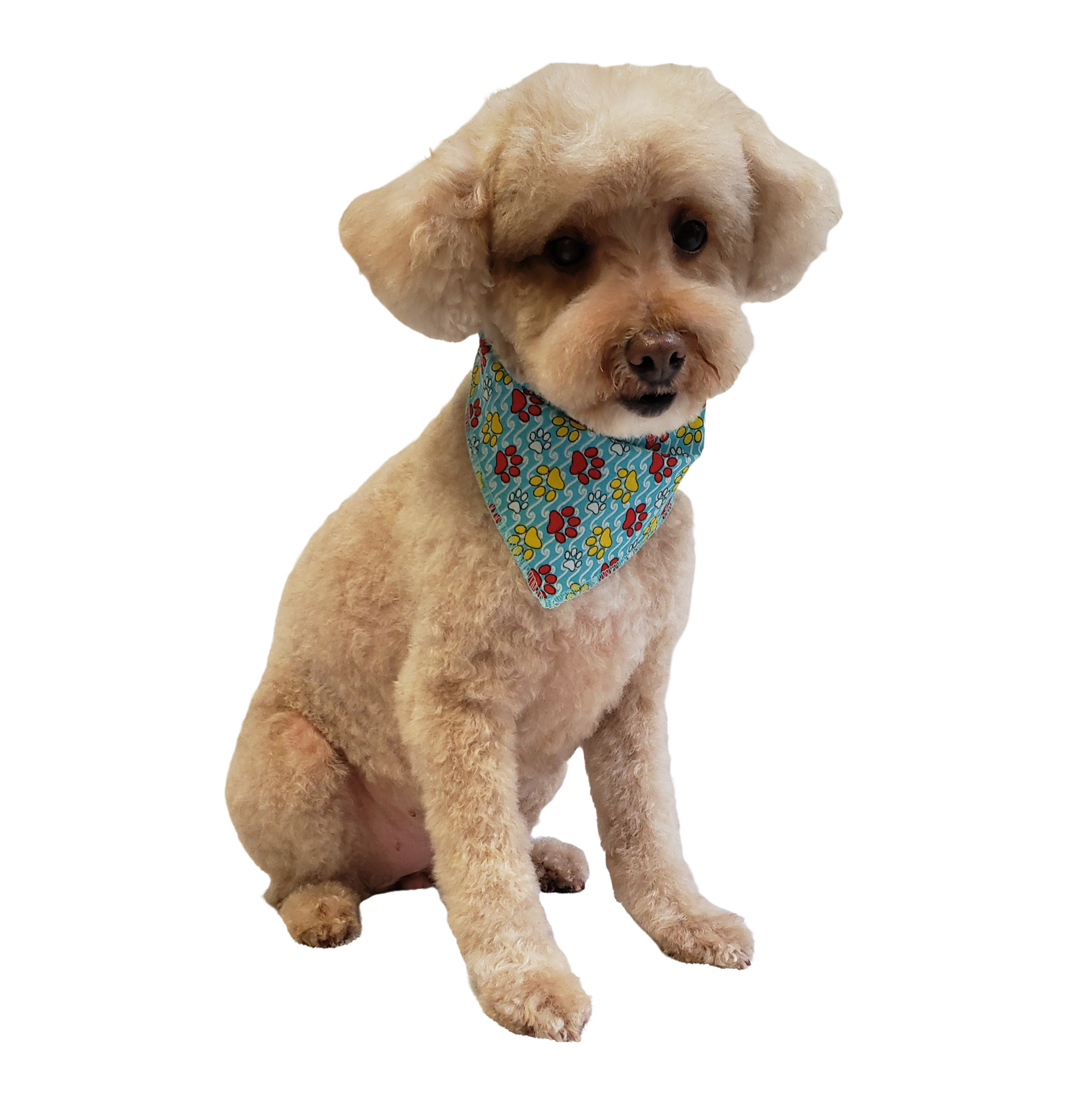 S3093 Colorful Paws, Blue