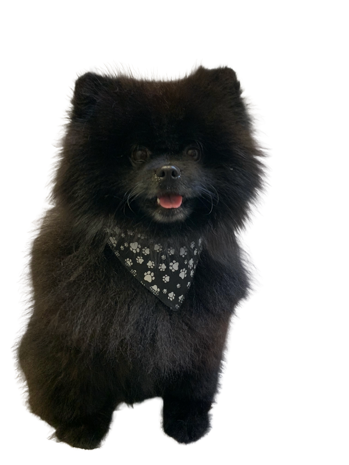 S3015 White Paws Bandana, Black