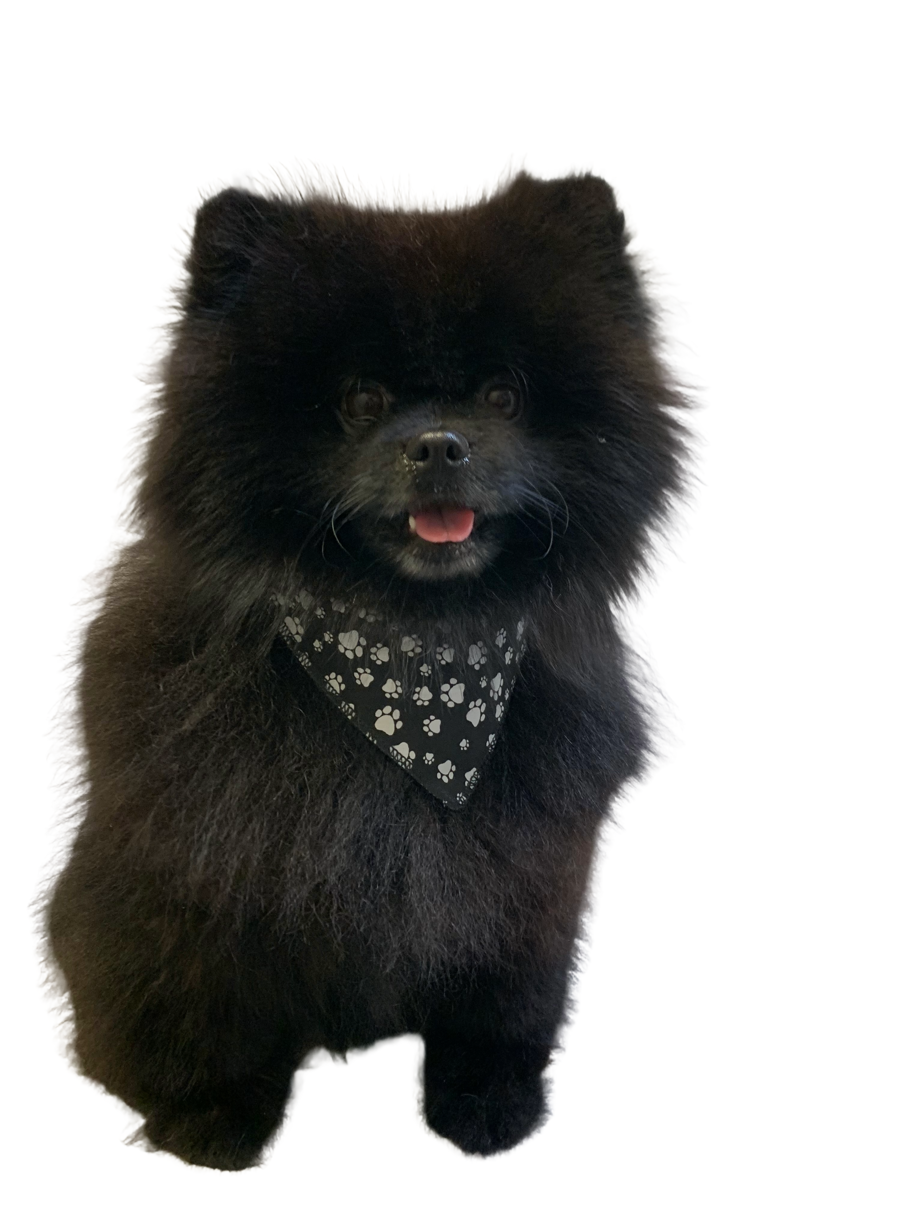 S3015 White Paws Bandana, Black
