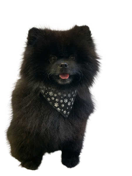 S3015 White Paws Bandana, Black