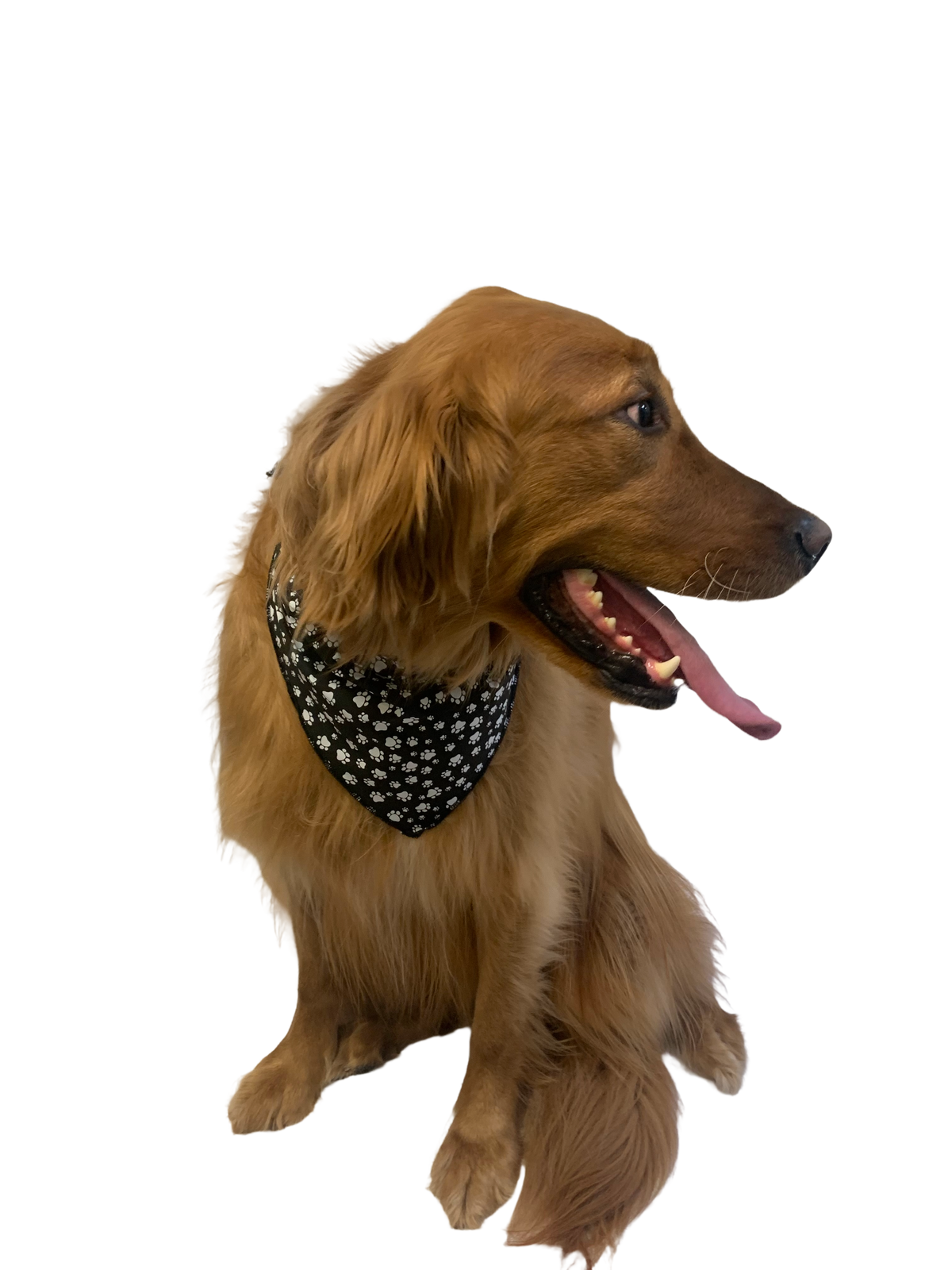 S3015 White Paws Bandana, Black
