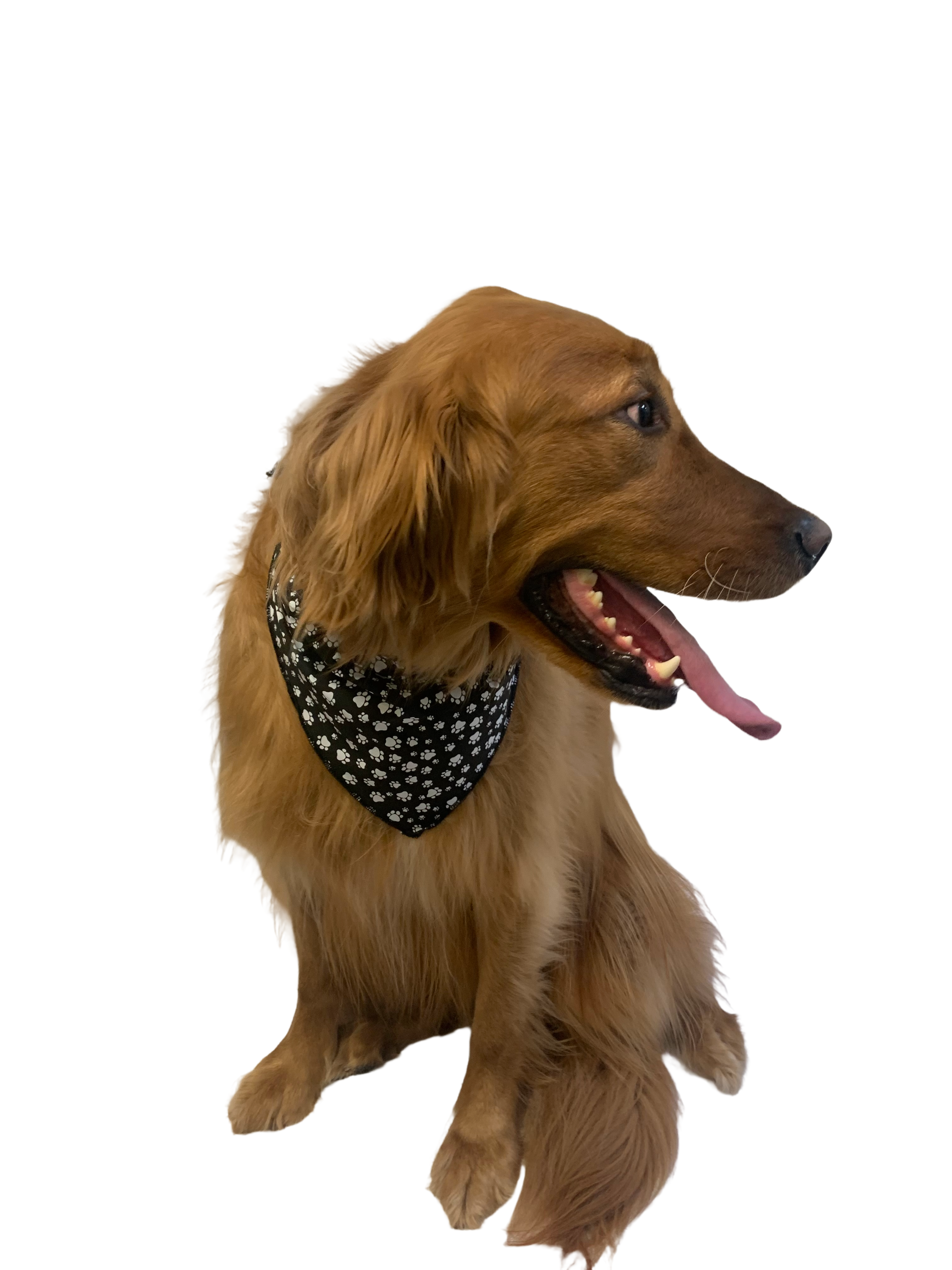 S3015 White Paws Bandana, Black