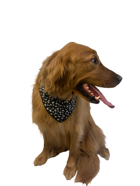S3015 White Paws Bandana, Black