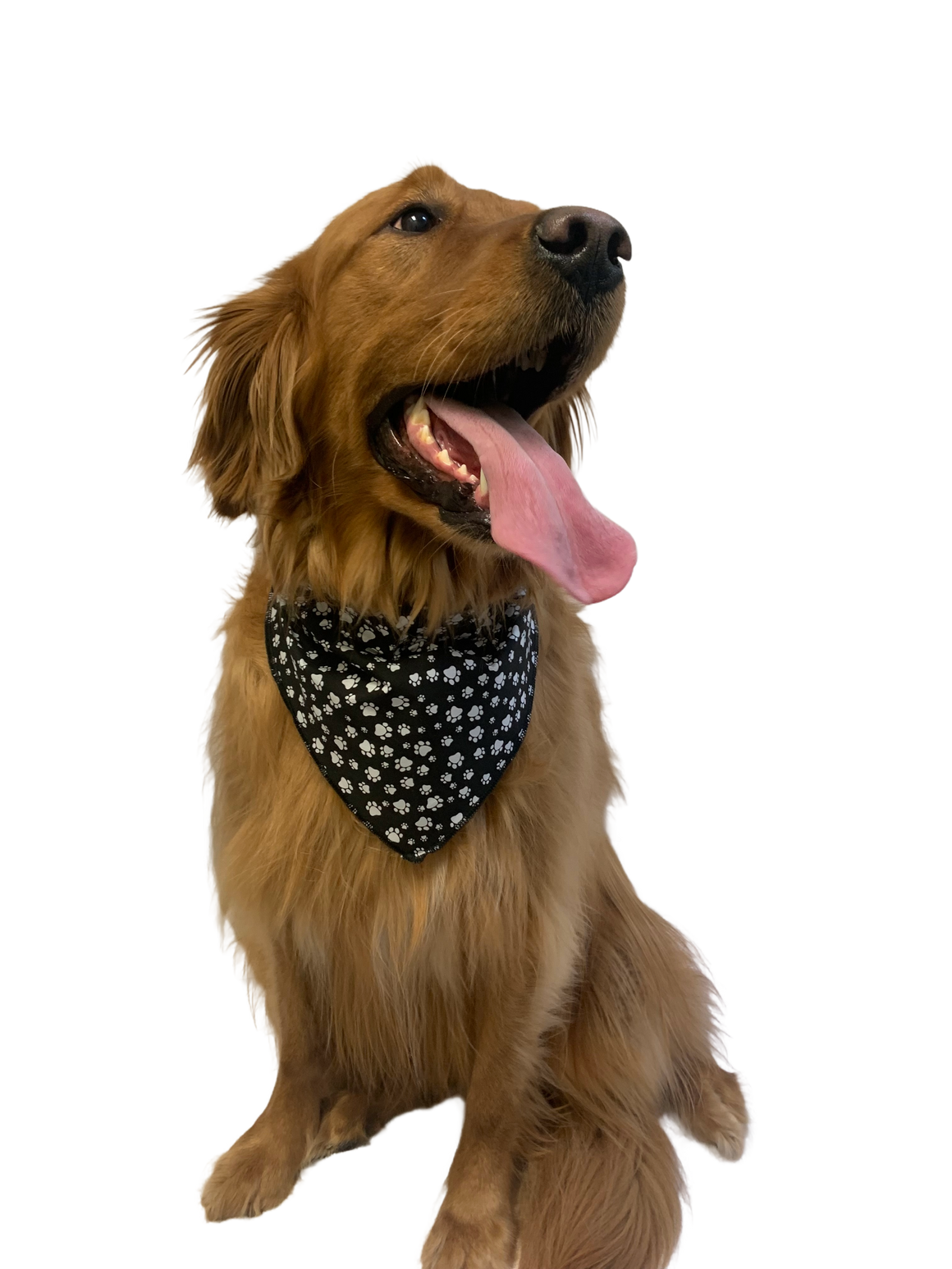 S3015 White Paws Bandana, Black