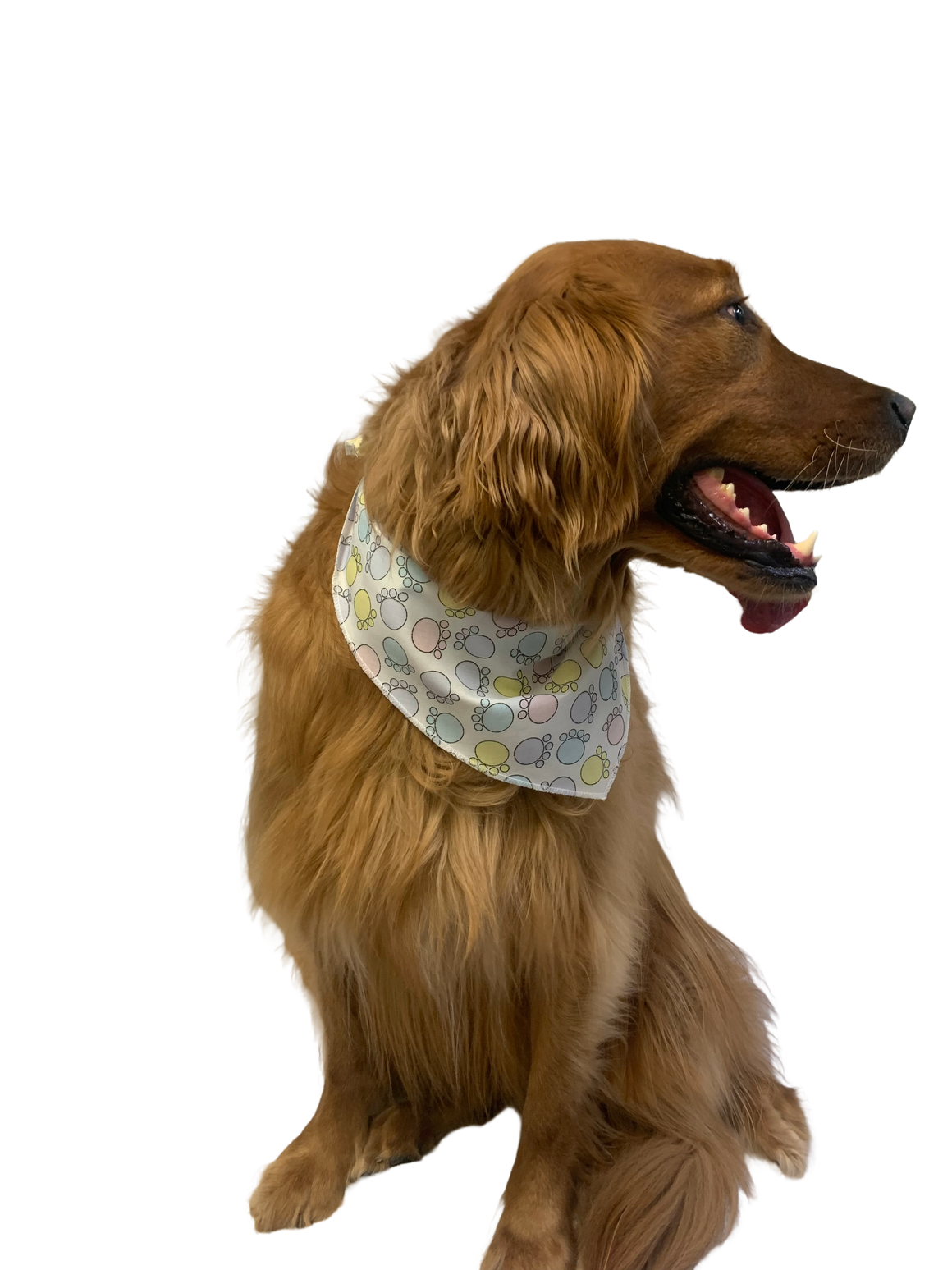 S3168 Easter Paws Bandana, White