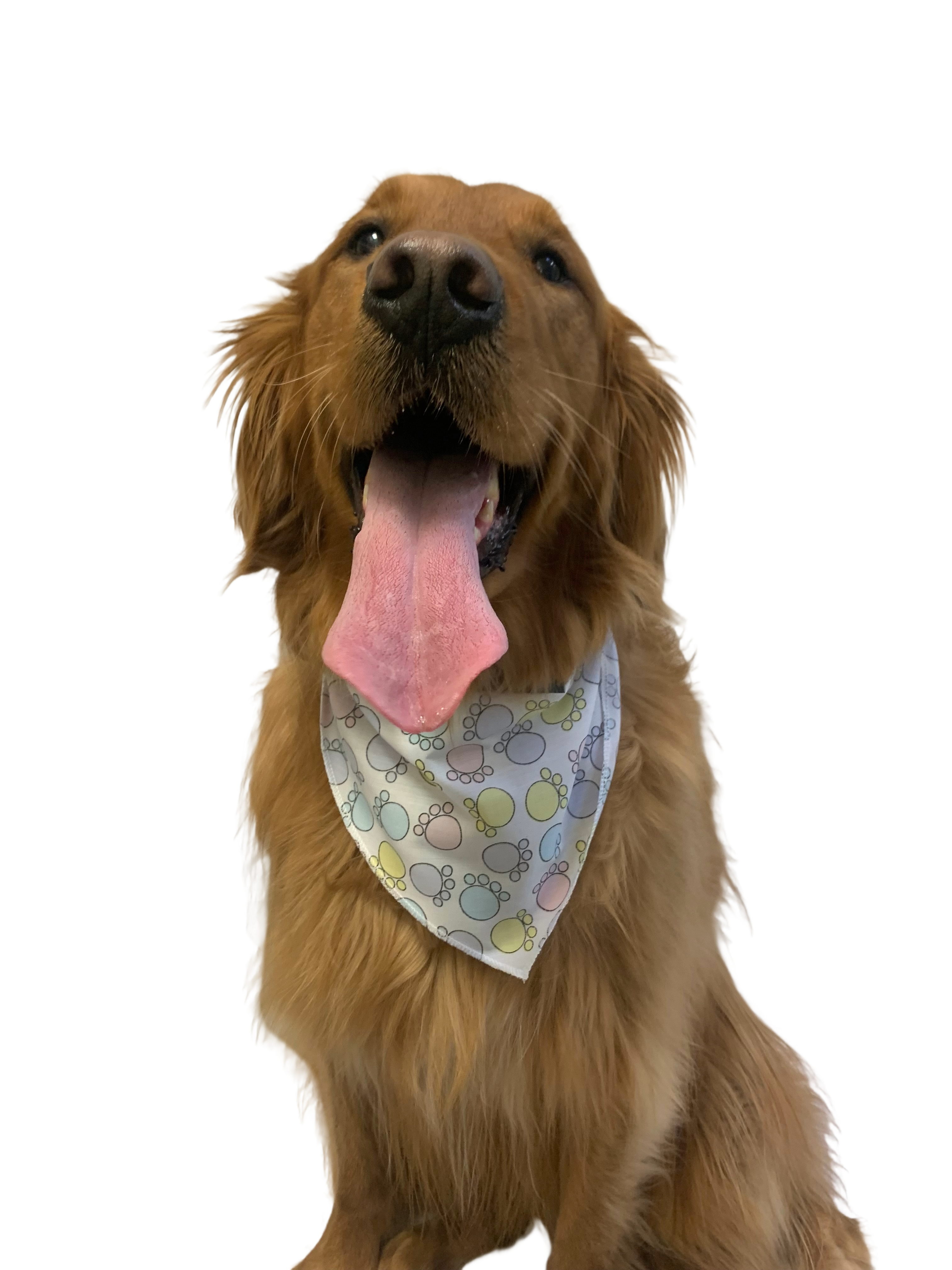 S3168 Easter Paws Bandana, White