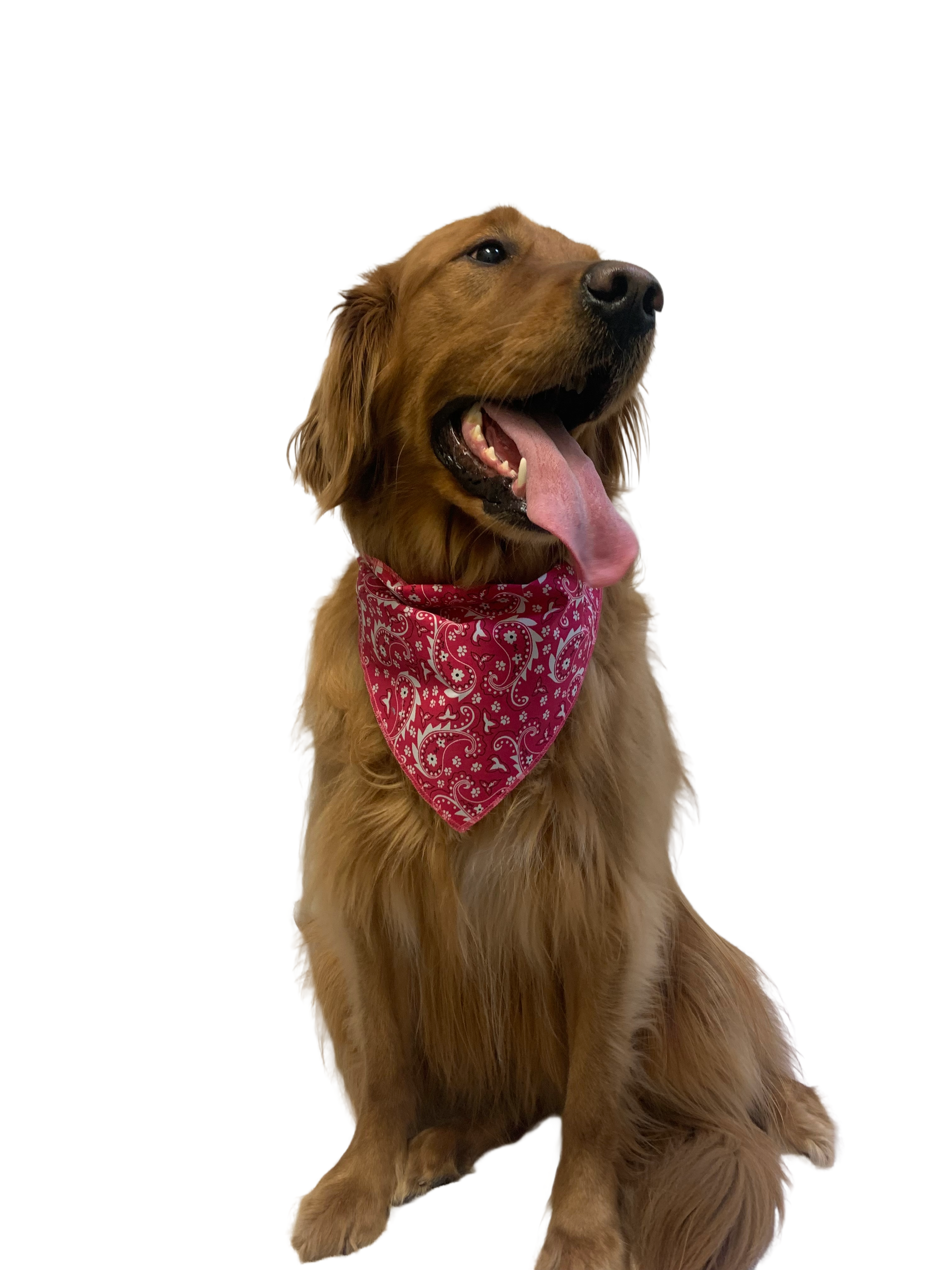 S3193 Paisley & Pawprints Bandana, Red