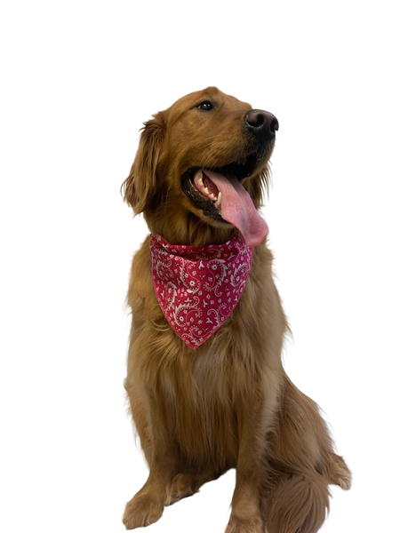 S3193 Paisley & Pawprints Bandana, Red