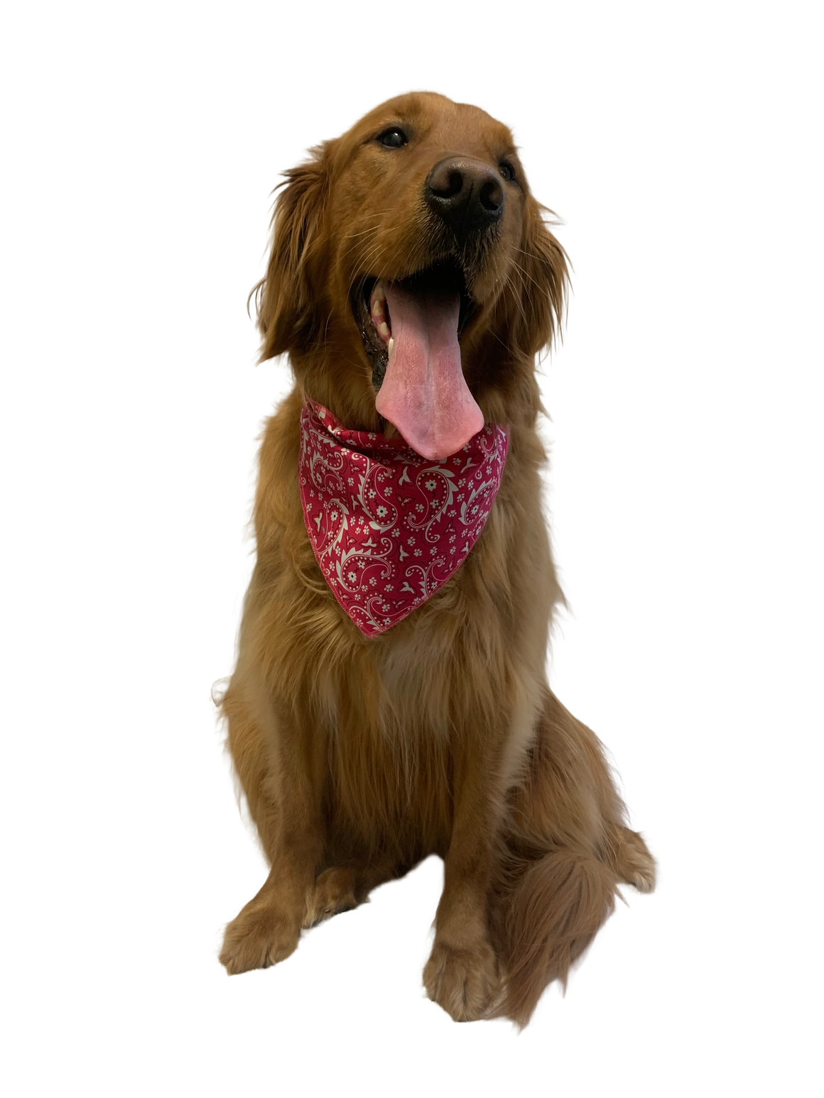 S3193 Paisley & Pawprints Bandana, Red