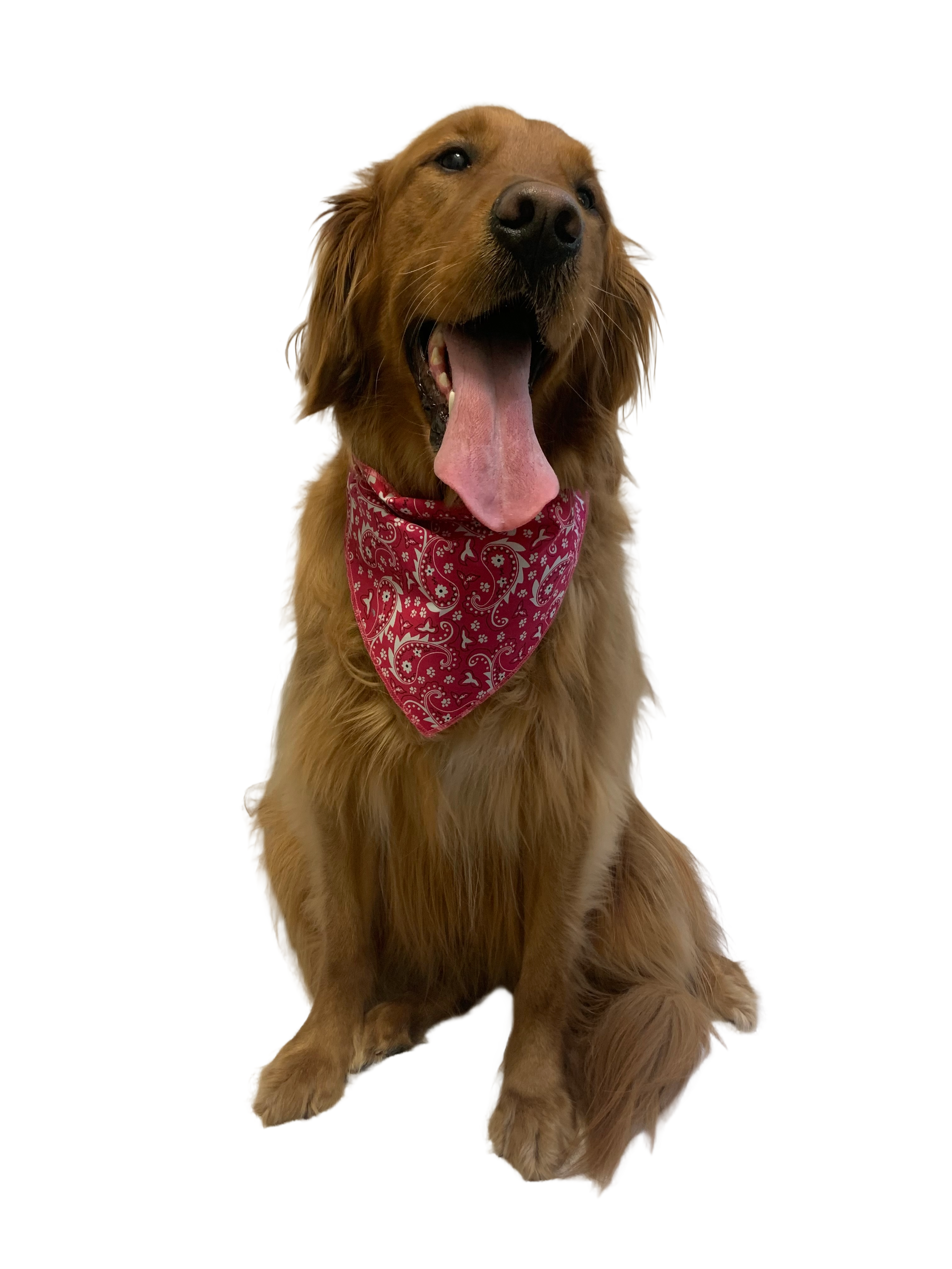 S3193 Paisley & Pawprints Bandana, Red