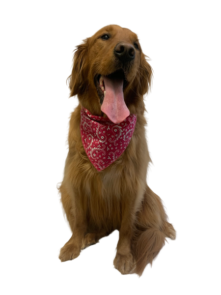 S3193 Paisley & Pawprints Bandana, Red