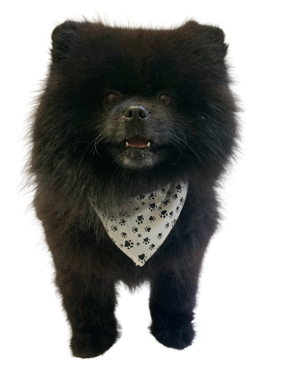 S3200 Black Pawprints Bandana, White