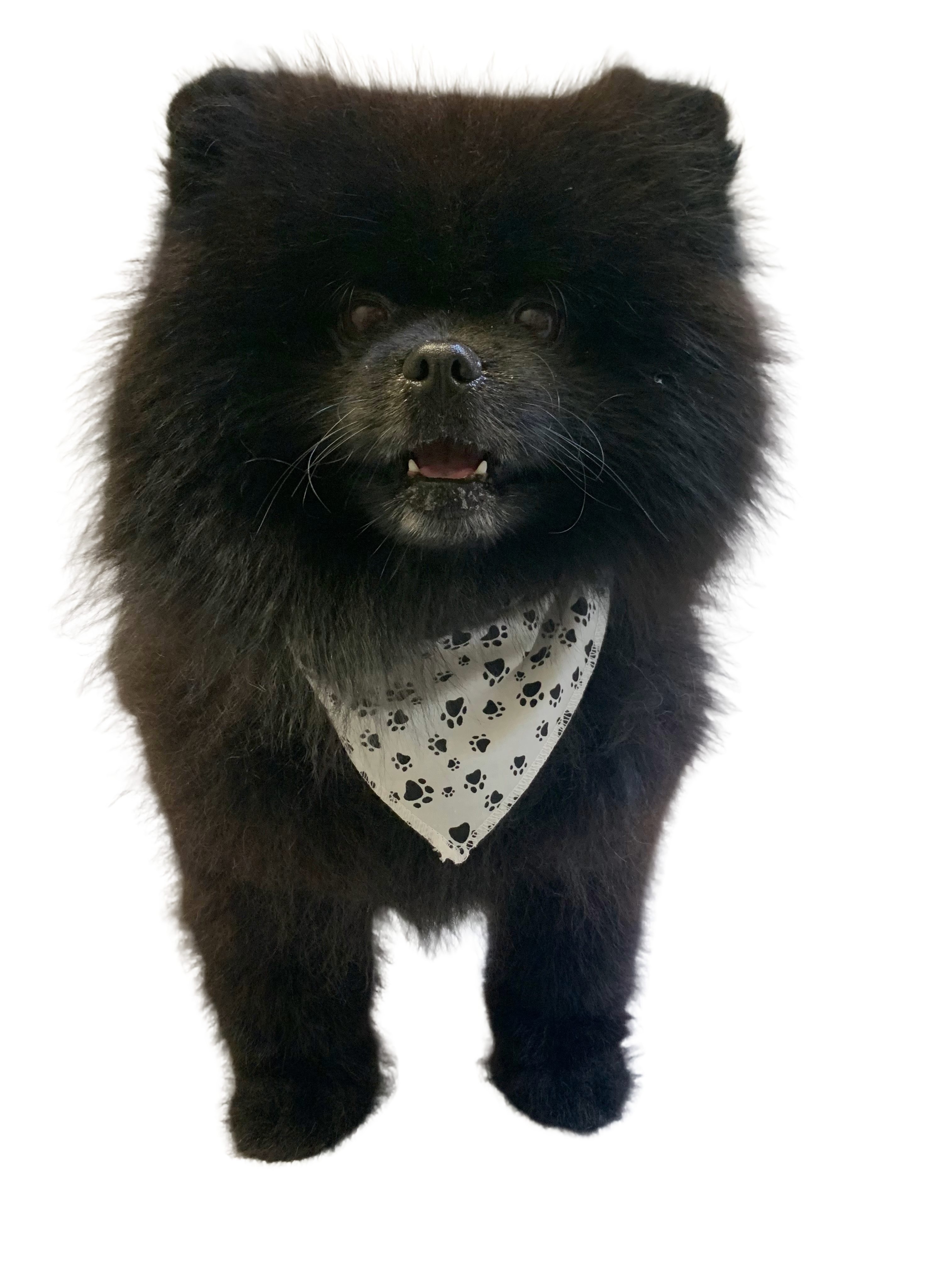 S3200 Black Pawprints Bandana, White