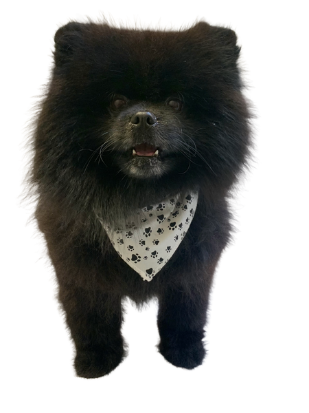 S3200 Black Pawprints Bandana, White