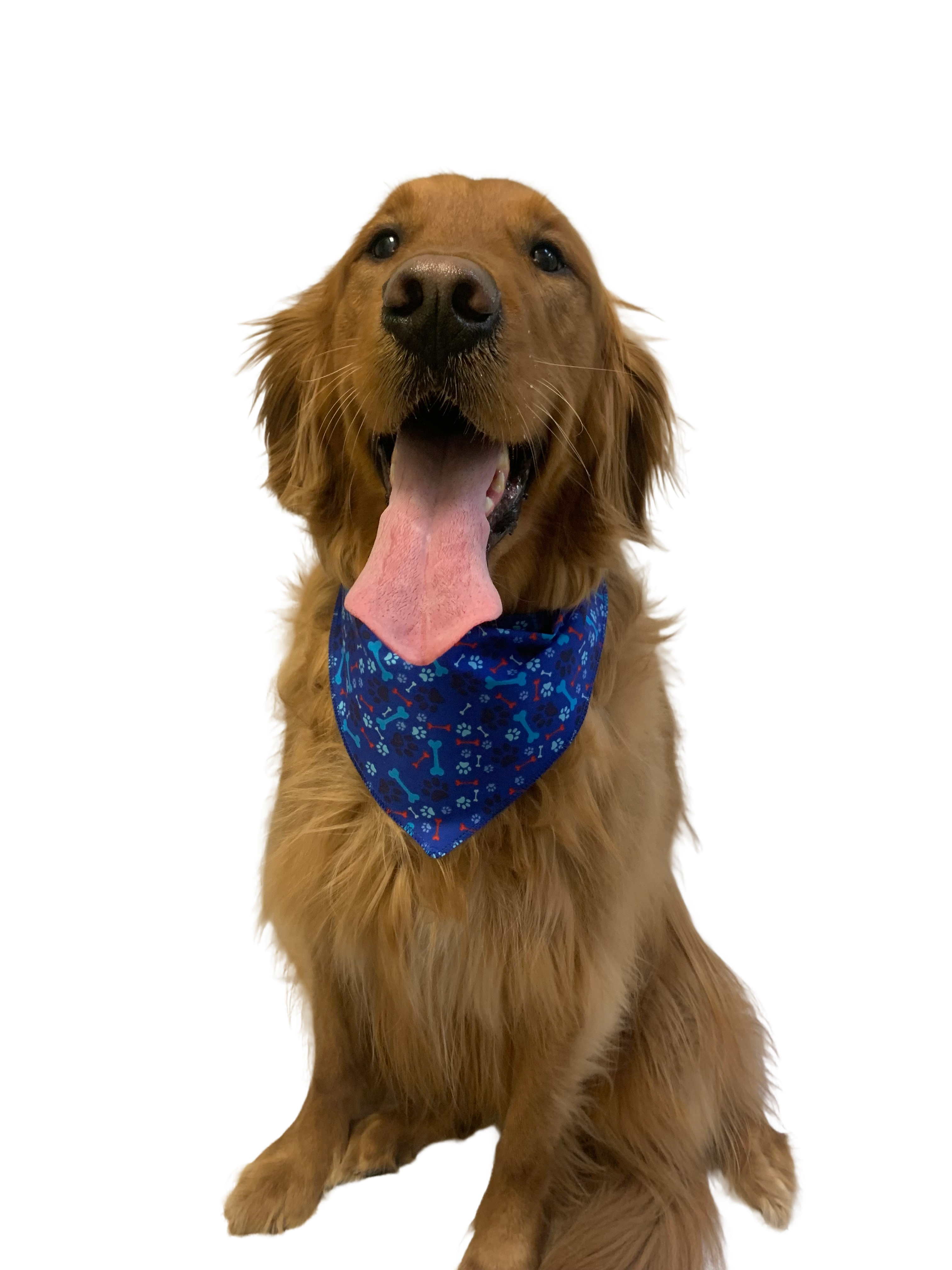 S3215 Paws & Bones Bandana, Blue