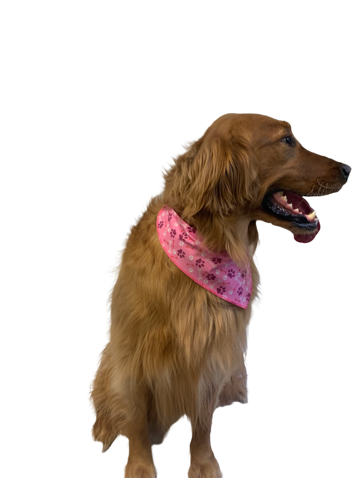 S3216 Paws & Bones Bandana, Pink
