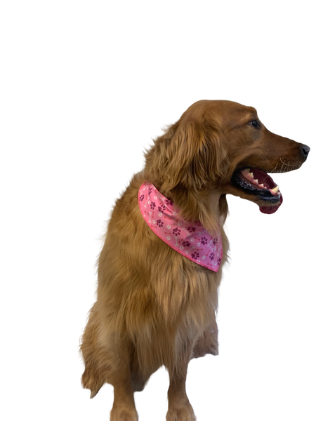 S3216 Paws & Bones Bandana, Pink