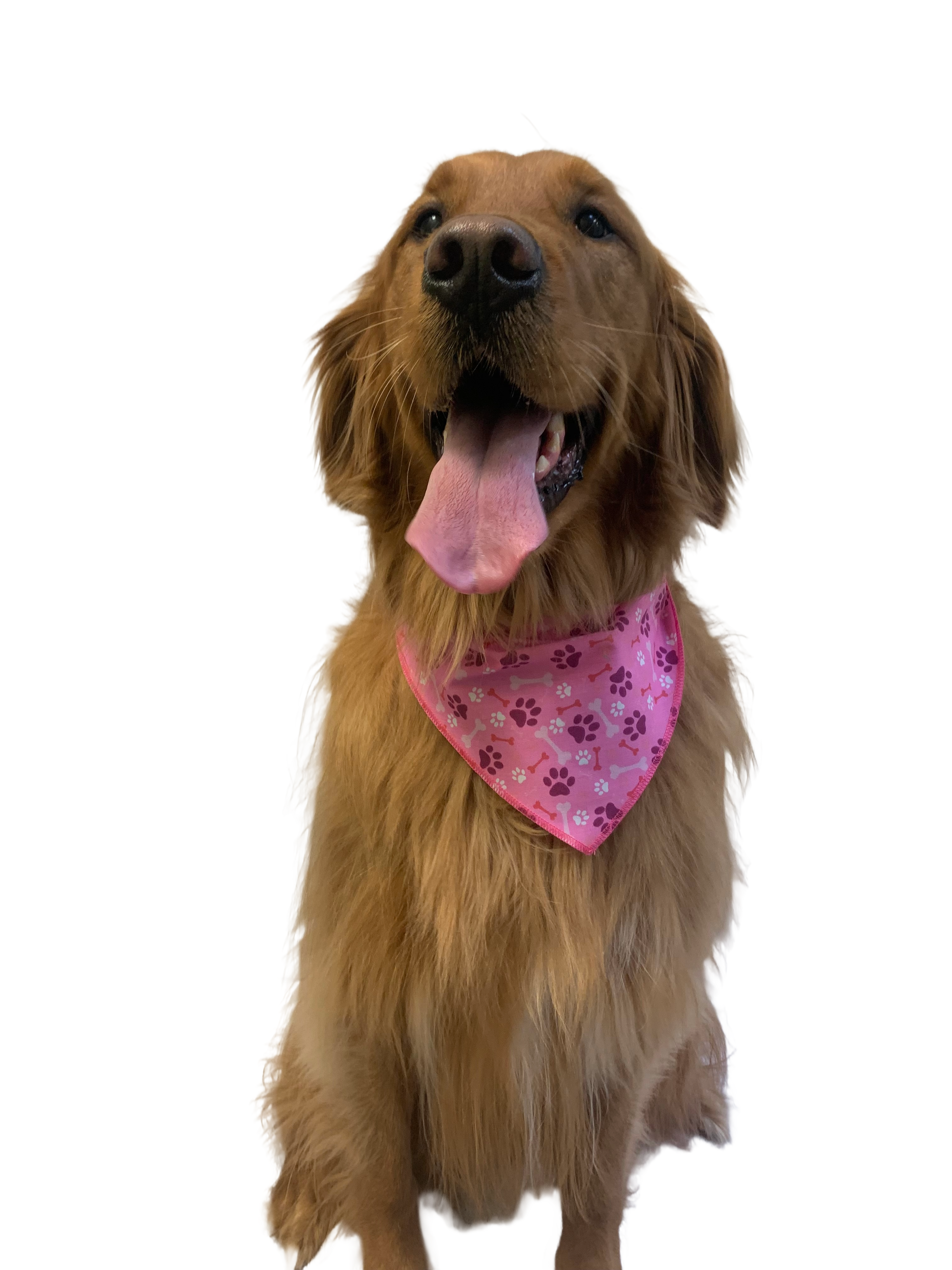 S3216 Paws & Bones Bandana, Pink