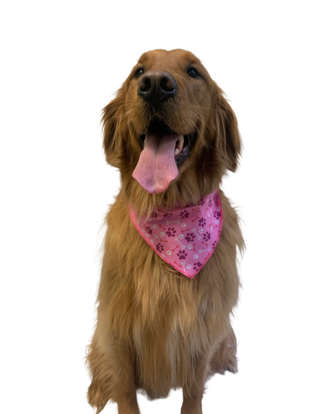 S3216 Paws & Bones Bandana, Pink