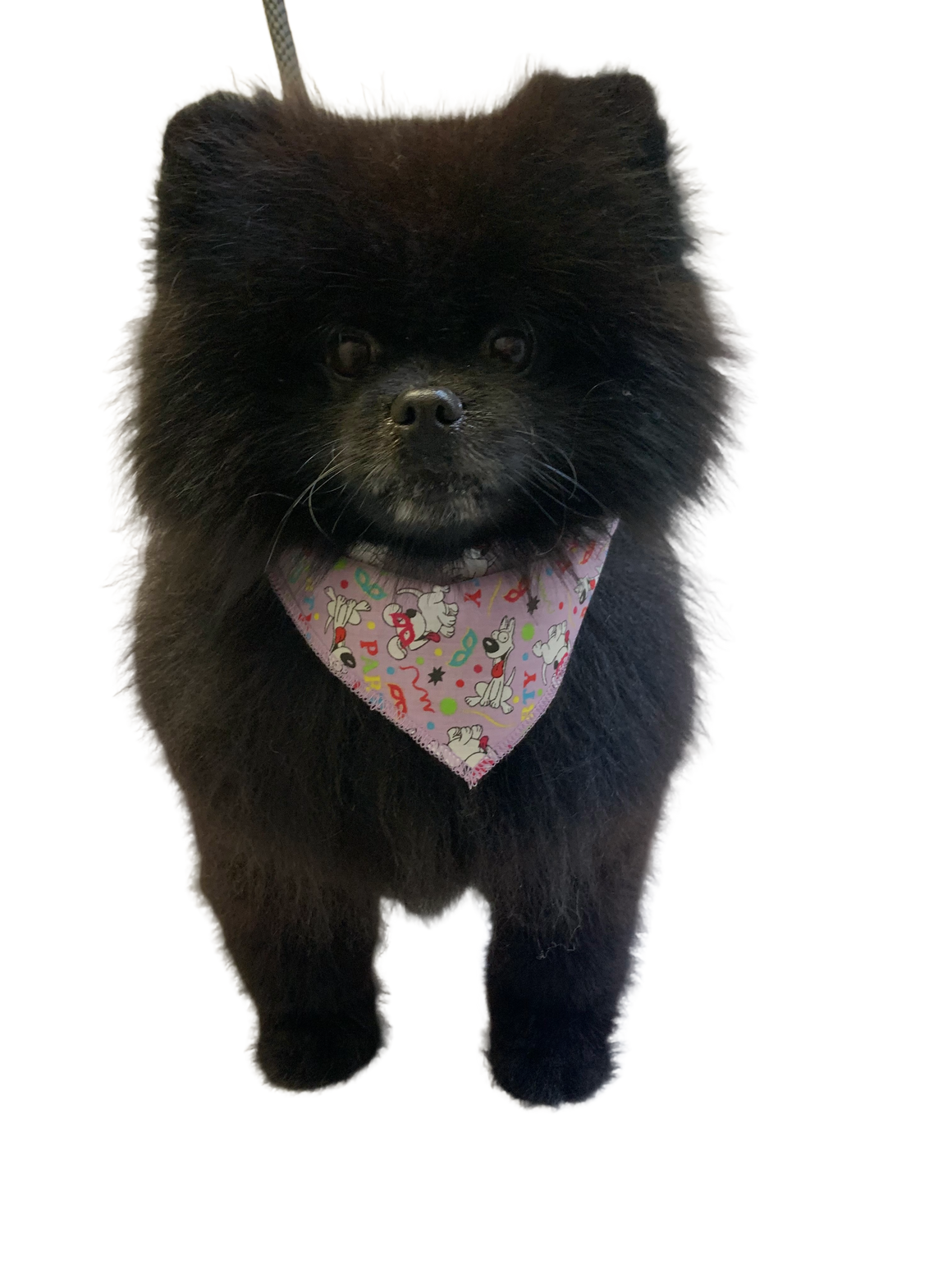 S3240 Party Doggie Bandana, Purple 