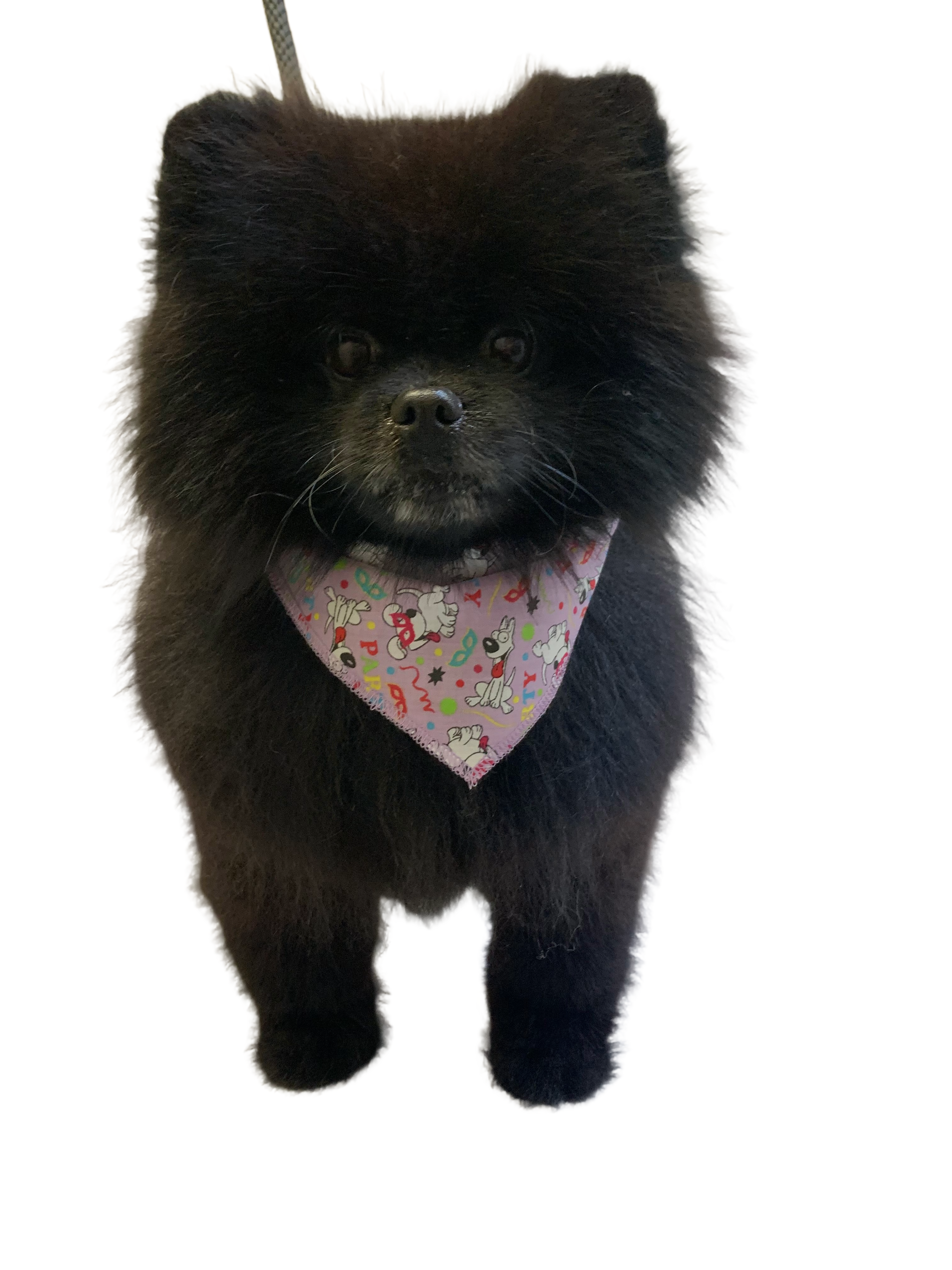 S3240 Party Doggie Bandana, Purple 