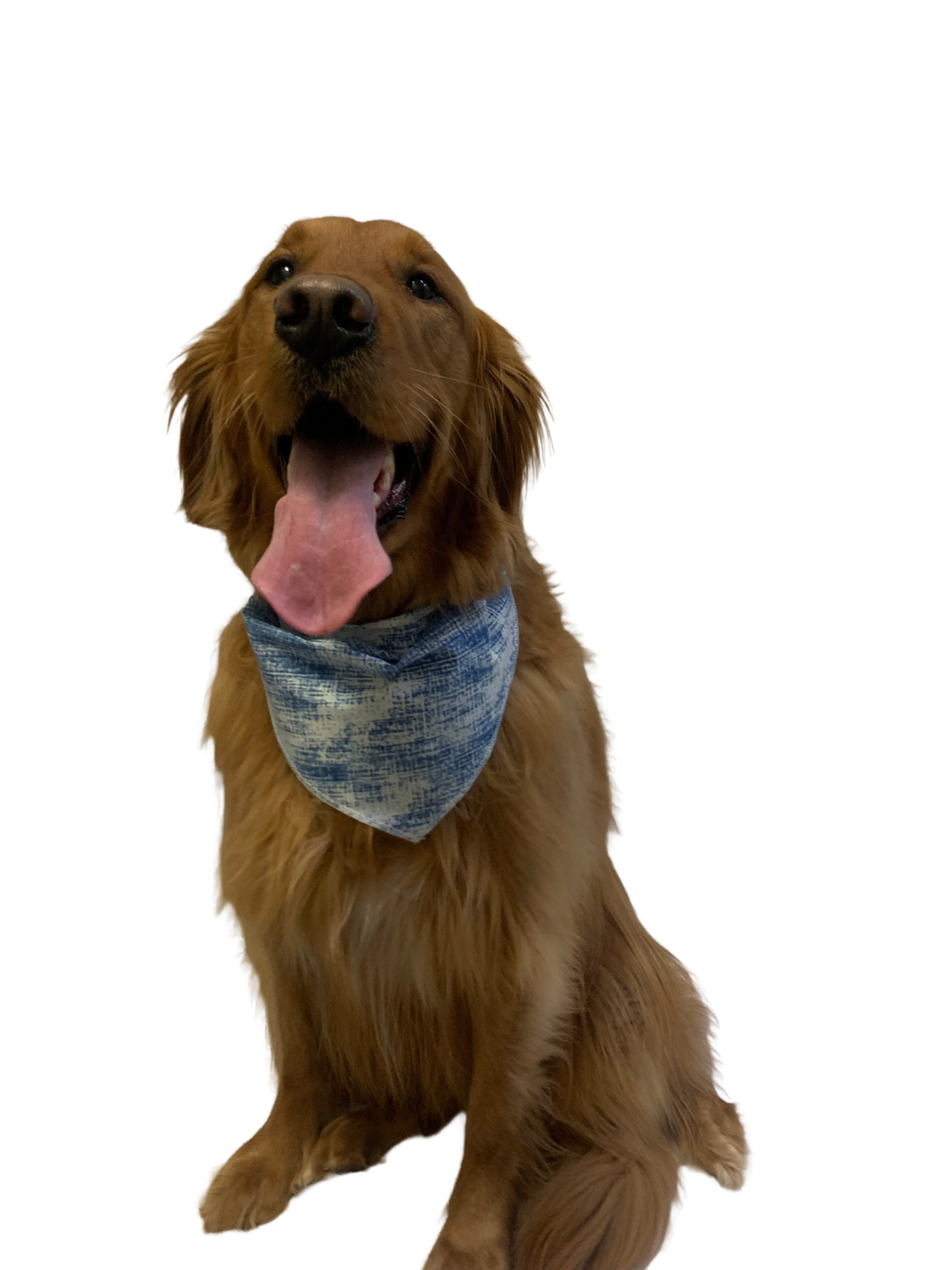 S3246 Doggie Bandana, Blue