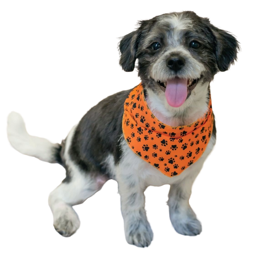 SPKS1 Bandanas Variety Pack Per Size - 12 assorted PAWS & BONES bandanas  